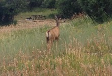 A deer and her fawns