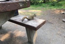 The squirrel (and others)